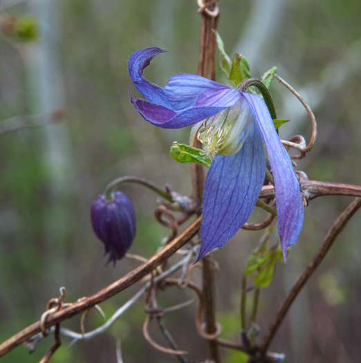 western clematis